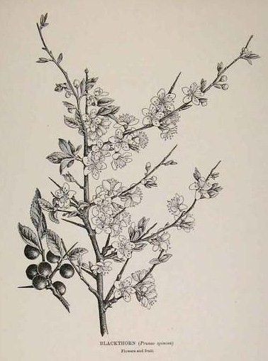 Blackthorn tree branch  this is what i think would be a pretty tattoo.. I really like the huge thorns. Blackthorn Tree Tattoo, Hawthorne Tree Tattoo, Blackthorn Tattoo, Tree Branch Tattoos For Women, Welsh Witchcraft, Hawthorne Tattoo, Shrike Tattoo, Tattoo Ideas Nature, Blackthorn Tree