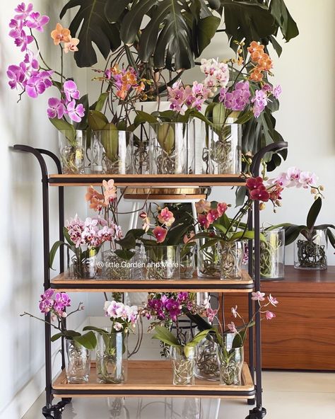 Orchid Interior Design, How To Grow Orchids, Orchid Interior, Grow Orchids, Orchids In Water, Indoor Orchids, Orchid Flower Arrangements, Orchid Planters, Growing Orchids