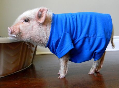 My Quest for Mini Pig Clothes Pig Harness, Pig Onesie, Pig Clothes, Pet Pig, Pig Stuff, Teacup Pigs, Piggly Wiggly, Small Pigs, Cute Piglets