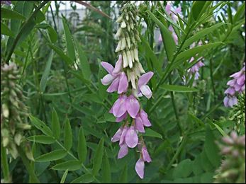 Goat's Rue (Galega officinalis) - Uses, Health Benefits and Therapeutic Effects Goats Rue, Cattle Feed, Herbal Tonic, Chronic Constipation, Medical Herbs, Grow Herbs, Perennial Herbs, Homemade Remedies, Growing Herbs