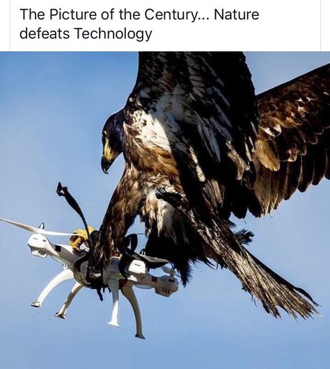 Nature vs Technology Nature Vs Technology, Chicken Bird, Fit Girl Motivation, Funny Birds, To Laugh, Great Pictures, Amazing Nature, Beautiful Birds, Bald Eagle