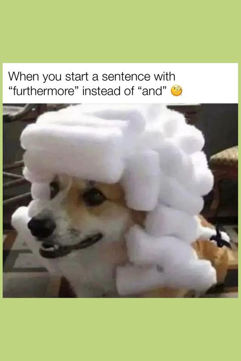 Come see our big collection of dog memes and fun dog videos! We have the cutest dog pics and the funniest dog moments. If you love dogs being funny and want to smile, follow us to see more! Cute Dog Memes Hilarious, Funny Dog Memes Hilarious, Dog Memes Funny, Cute Dog Memes, Dog Things, Dog Pics, Pet Memes, Dogs Funny, Funny Dog Memes