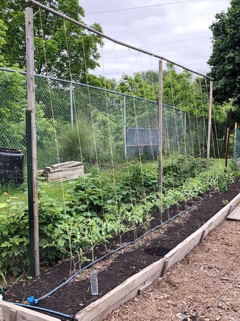 The best way to stake tomatoes is with a string. Tomato Growers, Tomato Trellis, Growing Tomato Plants, String Garden, Veg Garden, Tomato Garden, Home Vegetable Garden, Tomato Plants, Garden Trellis