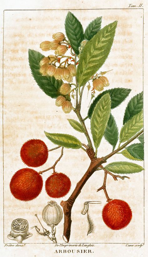 Arbousier , Strawberry tree, (Arbutus unedo) , Irish strawberry tree", Cain, Cane apple , Killarney strawberry tree. Family: Ericaceae, native to the Mediterranean region.The name unedo is attributed to Pliny the Elder, who allegedly claimed that "unum tantum edo", meaning "I eat only one".In folk medicine, the plant has been used for antiseptic, astringent, intoxicant, rheumatism, and tonic purposes. The fruits are also used to make jams, and liqueurs (such as the Portuguese medronho ). Arbutus Tree, Arbutus Unedo, Beehive Art, Strawberry Tree, Botanical Art Prints, Art Poster Design, Botanical Poster, J G, Scientific Illustration