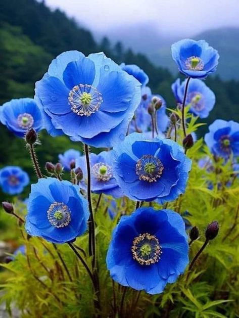 Himalayan Blue Poppies 💙 Blue Himalayan Poppy, Himalayan Blue Poppy Flower, Himalayan Poppy, Himalayan Blue Poppy, Blue Poppies, Big Dipper, Blue Nature, Blue Poppy, Plant Ideas