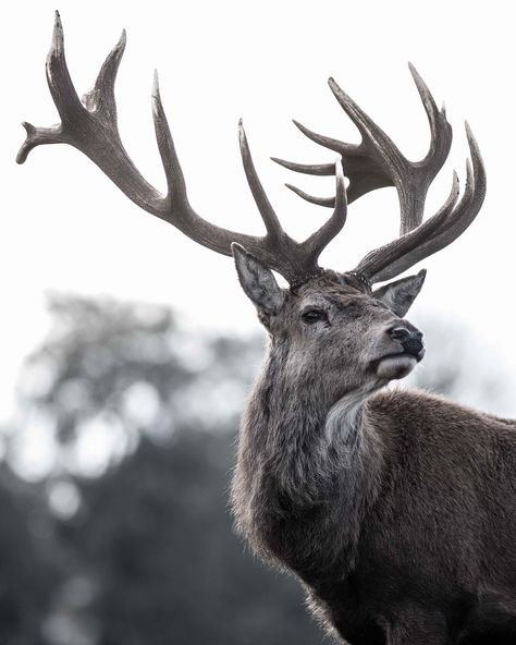 Red Deer Stag, Deer Photography, Madara Susanoo, Short Series, Deer Photos, Deer Pictures, Deer Art, Deer Stags, Red Deer