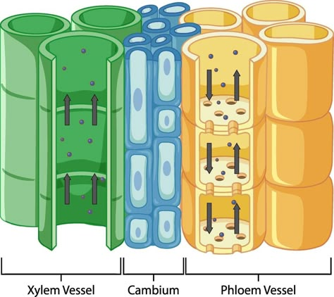 Diagram showing vascular tissue system in plants Plant Tissue Diagram, Photosynthesis Activities, Plant Morphology, Plant Anatomy, Biology Diagrams, Biology Plants, Plant Biology, Earth Science Lessons, Plants Vector