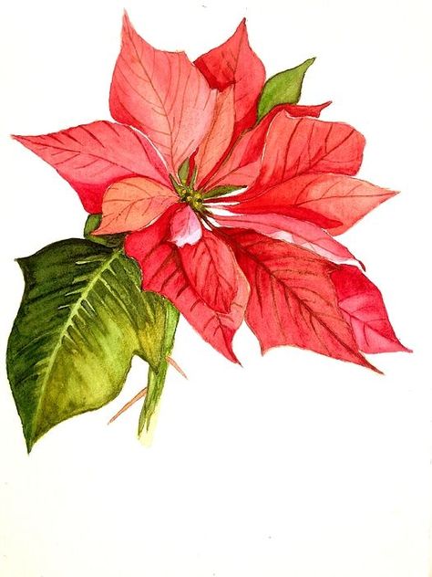 . Read More at: space-gardens.blogspot.com                              … #poinsettia Outdoor Christmas Tree, Red Poinsettia, Christmas Artwork, Watercolor Lessons, Watercolor Christmas Cards, Christmas Poinsettia, Botanical Painting, Watercolor Inspiration, Christmas 2023