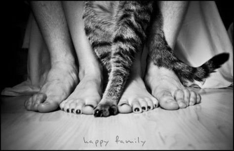 happy family Cat Family, Cat Photography, Cat People, Pet Paws, White Photo, Two People, Crazy Cat Lady, Cat Photo, Crazy Cats