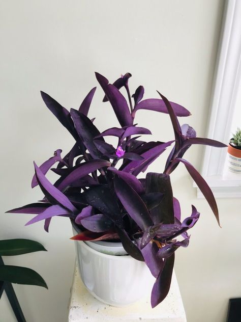 Purple Tradescantia, Tradescantia Varieties, Plants Safe For Cats, Moses In The Cradle, Purple Heart Plant, Toxic Plants, Tradescantia Zebrina, Wandering Jew Plant, Heart Plant