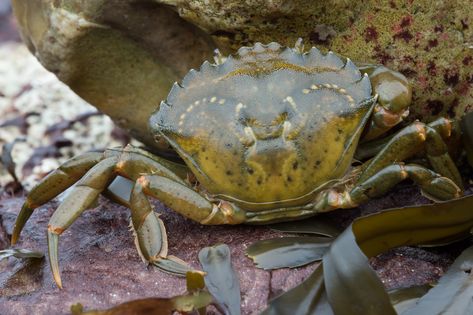 Hyper\u002Daggressive Canadian green crabs are wreaking havoc on East Coast ecosystems. Crab Species, Green Crab, Marine Plants, King Crab, Food Web, Marine Environment, Parts Of A Plant, Invasive Species, Ocean Life