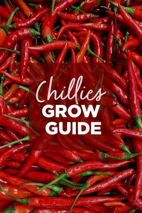 The ultimate guide for growing chilli. Spice things up a bit by growing your own chillies this season. Here are some tips on how to plant, grow and care for one of our favourite spicy edibles. Growing Chillies From Seed, Growing Chillies, Nz Garden, Chilli Spice, Gardening Inspiration, Plants Garden, Grow Your Own, Garden Supplies, Garden Center