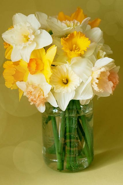 The smell of daffodils always takes me back to my childhood. They will always be my favorite flower. Gothic Novel, Daffodil Flower, Spring Inspiration, Back To Nature, Mellow Yellow, Ikebana, Love Flowers, Cut Flowers, My Flower