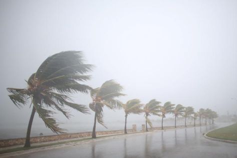 Se esperan importantes daños en Cuba por los fuertes vientos del Irma After The Storm, Strong Wind, Caribbean Islands, Archipelago, Turks And Caicos, Bahamas, Cuba, Palm Trees, Tampa