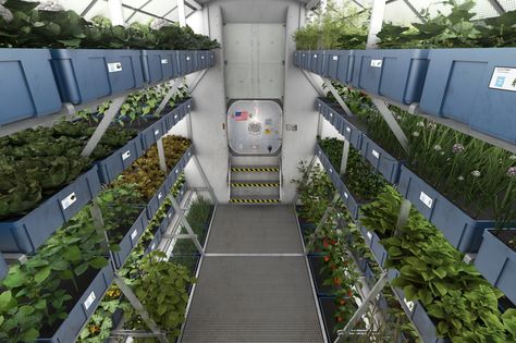 Hydroponic Grow Room on the International Space Station (NASA) Aquaponics Fish, 55 Gallon Drum, Vertical Farming, Aquaponics System, Nasa Astronauts, Sustainable Agriculture, International Space Station, To Infinity And Beyond, Space Station