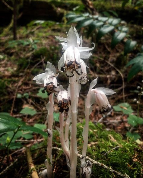 Ghost Pipe, a NO PICK Ghost Pipe, Ghost Plant, Mushroom Plant, Vibrational Medicine, Oh My Goddess, Flower Essences, Botany, Have You Ever, Oh My