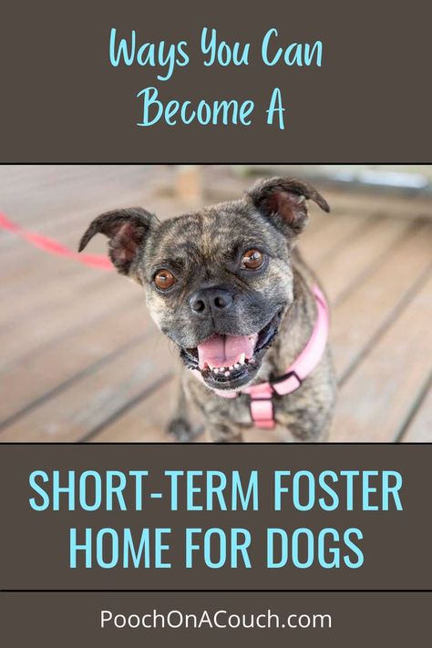 Not sure fostering dogs is right for you? Consider becoming a short-term foster home for dogs! A short-term foster home for dogs provides great benefit to the dog and rescue plus -- you get to experience all the rewards of fostering! Here's how: Pet Adoption Event, Foster Dogs, Nonprofit Management, Foster Dog, Foster Home, Foster Care, Dog Bandana, The Dog, Pet Adoption