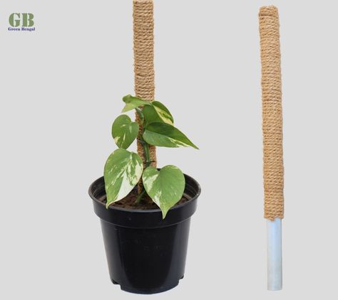 Plant Climbers Diy, Diy Small Trellis, Plant Tower, Plant Stick, Indoor Plant Trellis, Small Flowering Plants, Small Trellis, Plant Trellis, Vegetable Garden For Beginners