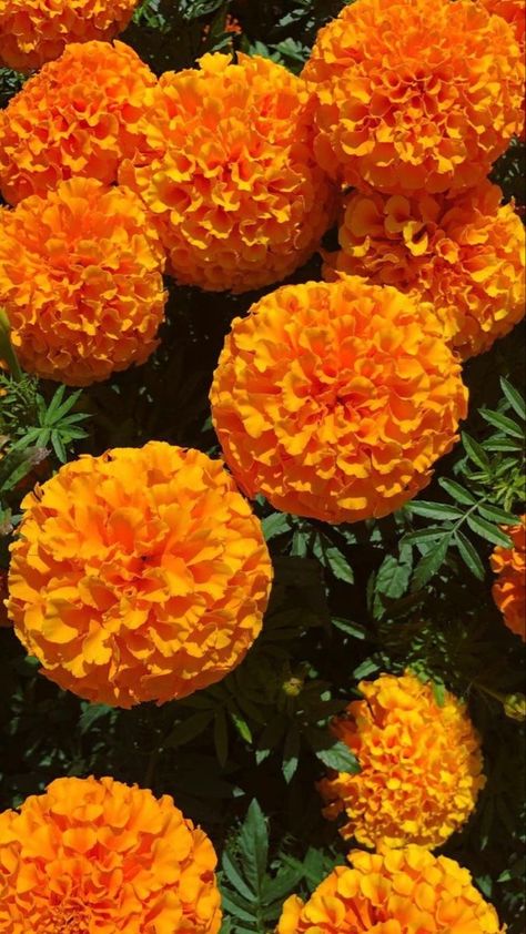 Sustainable Floristry, Flower Symbolism, Nature Therapy, Celebrity Aesthetic, Flower Preservation, Calendula Flower, Aesthetic Nails, Marigold Flower, Nails Fashion