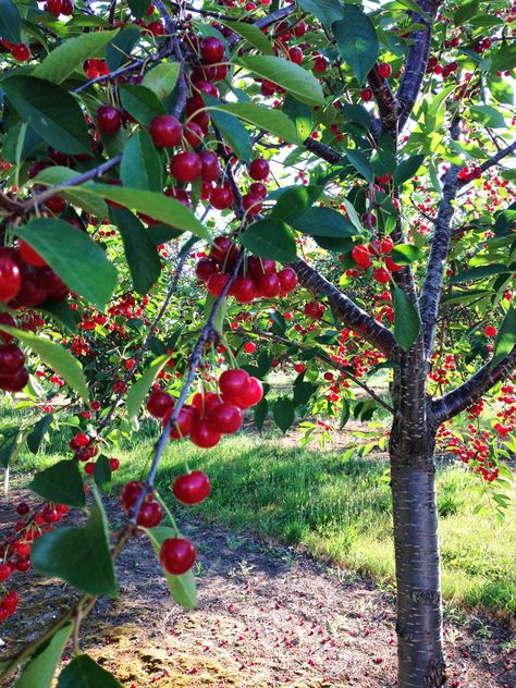 Fruit Trees Backyard, Growing Fruit Trees, Cherry Fruit, Cherry Tart, Growing Fruit, Fruit Plants, Fruit Garden, Back Gardens, Garden Trees