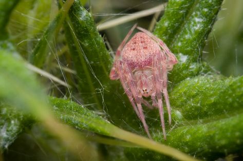 Pink Spider | Pink Spider in a Thistle ... Spider Pink Aesthetic, Cute Spider Aesthetic, Pink Flower Crab Spider, Pink Jumping Spider, Pink Crab Spider, Pink Spider Aesthetic, Pretty Spiders, Spider Sonas, Wallpaper Backgrounds Pink