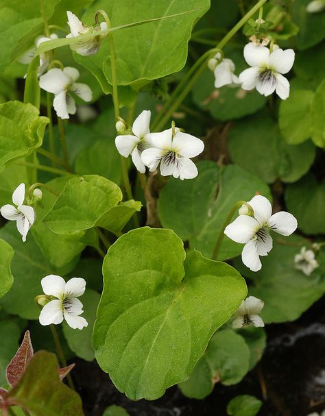 White Violets White Violets, White Violet, Sweet Violets, Moon Garden, White Garden, Woodland Garden, Japanese Maple, Violet Flower, Favorite Flowers