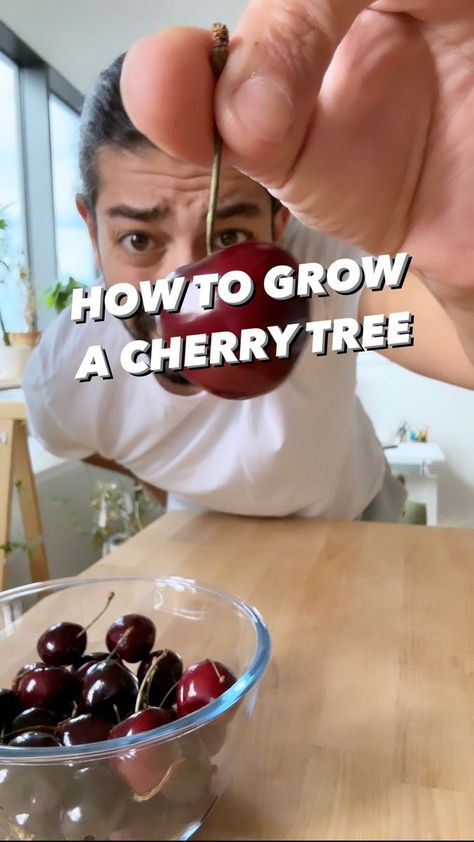 Cherry Seeds How To Grow, Ground Cherries Growing, Cherry Tree Growing, How To Grow A Cherry Tree From A Pit, Can You Grow A Cherry Tree From A Cherry Pit, How To Grow Cherries, Cherry Seeds, Cherry Plant, Baking With Coconut Oil