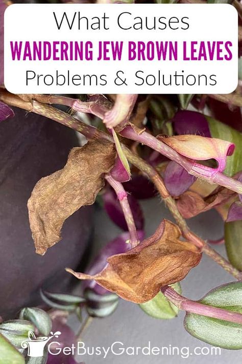 Purple Wandering Jew Plant, Wondering Jew Plant Care, Wandering Jew Plant Care Indoors, Wondering Jew Plant, Wandering Jew Plant Care, Wondering Jew, Family Hobbies, Plant Leaves Turning Brown, Planting Containers