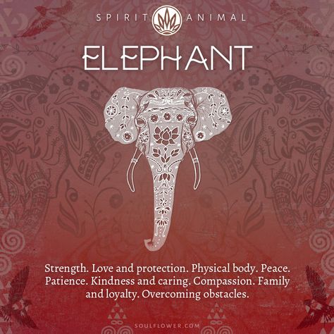 Find Your Spirit Animal - Spirit Animal Meaning Elephant Animals And What They Symbolize, Blessing Balls, Elephant Symbolism, Elephant Spirit Animal, Leo August, Elephant Meaning, Animal Totem Spirit Guides, Elephant Quotes, Find Your Spirit Animal