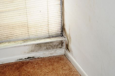 Stop and Prevent Mold Growth in Your Home with These Tips Toxic Mold, Beaverton Oregon, Cleaning Mold, Mold Remediation, Bathroom Smells, Mold Growth, Mold Remover, Home Repairs, Tree Oil