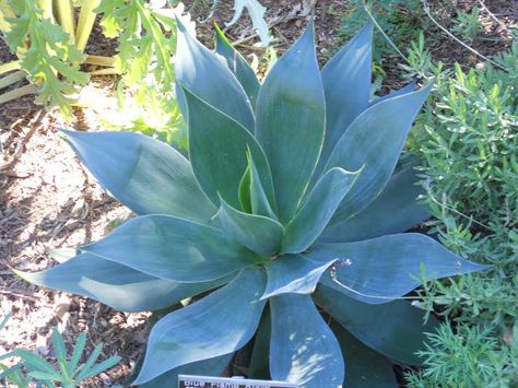 agave blue flame | blue flame agave hybrid agave shawii x attenuata Agave Attenuata, Blue Agave, Agave Plant, Blue Flame, Starter Plants, Agaves, Water Flowers, Cactus And Succulents, Landscape Projects