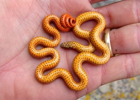 small snakes that stay small  https://www.snakesforpets.com/small-pet-snakes-that-stay-small/ Small Snakes Pet, Small Snake Breeds, Small Pet Snake Breeds, Small Pet Snake, Snake Breeds, Snakes For Sale, Pet Snakes, Snake Facts, Small Snake