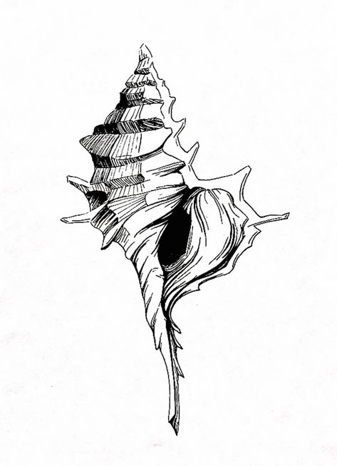 Abalone Shell Drawing, Shell Drawings, Shell Sketch, Shell Drawing, Seashell Tattoos, Vertical Art, Small Dragon Tattoos, Shell Tattoos, Sea Drawing