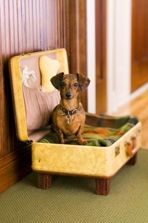 Suitcase Dog Bed, Dogs Bed, Diy Pet Bed, Cat Run, Old Suitcases, Vintage Suitcases, Fabulous Diy, Vintage Suitcase, Vintage Luggage