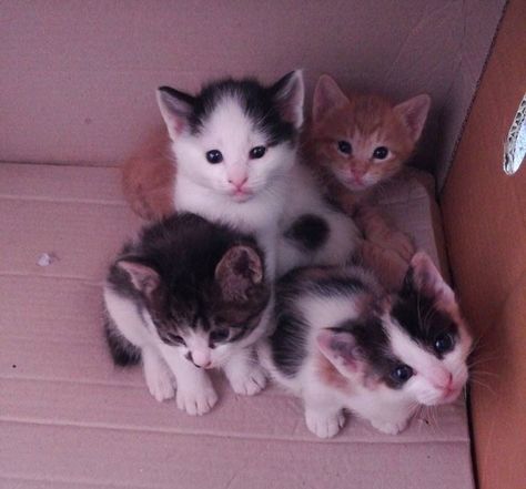 A stray cat wandered into a police station one day meowing for help and decided to make it her home. Four Cats, Cats Happy, Cat Obsession, Newborn Kittens, Gorgeous Cats, Adorable Cats, Mama Cat, Kittens Playing, Animal Pics