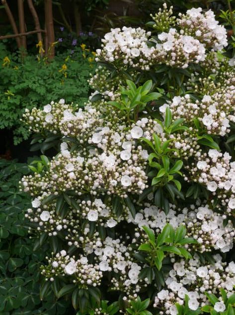 The post 8 Plants That Look Like Rhododendron appeared first on ProGardenTips. Overlooked Garden, Bush With White Flowers, Laurel Shrub, Rhododendron Plant, Native Plant Landscape, Kalmia Latifolia, New England Garden, Shade Garden Design, Orchard Garden