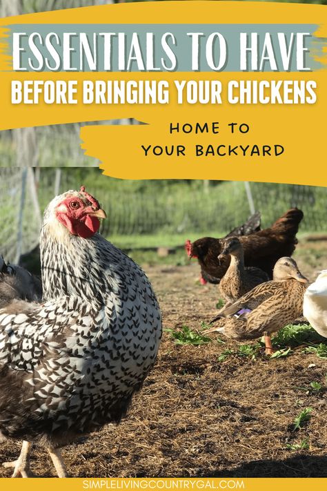 Setting Up Chicken Coop, Chicken Coop Materials List, Setting Up A Chicken Coop, How Much Room Do Chickens Need, Getting Chickens For The First Time, What You Need For Chickens, Chicken Information Tips, Chicken Waterer Diy, Yard Animals