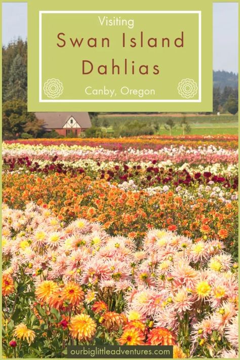 Swan Island Dahlias Farm - Our Big Little Adventures Dahlia Farm, 40 Acres, Oregon Travel, Koi Pond, Big Little, Family Farm, Weekend Trips, Oh The Places Youll Go, Plan Your Trip