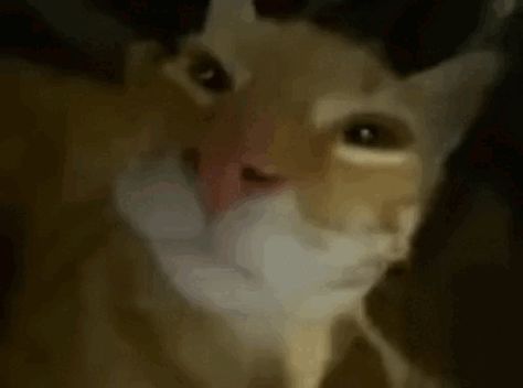 Goofy Ahh Gif, Goofy Gif, Silly Cat Gif, Cat Goofy, Funny Cat Gif, Discord Nitro Gif, Silly Gifs, Happy Cat Gif, Goofy Cat