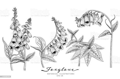 Pin by Margaret McClelland on Delicate flower tattoo in 2022 | Flower drawing, Flower illustration, Botanical illustration Foxglove Drawing, Foxglove Tattoo, Foxglove Flower, Delicate Flower Tattoo, Flower Drawings, Decorative Set, White Backgrounds, Floral Drawing, Art Tools Drawing