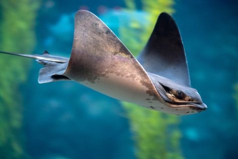 Cool Critters Bat Ray, Sea Flap Flap, Monterey Bay Aquarium, Sea Otter, Monterey Bay, White Sharks, Great White Shark, Underwater Photography, Art References