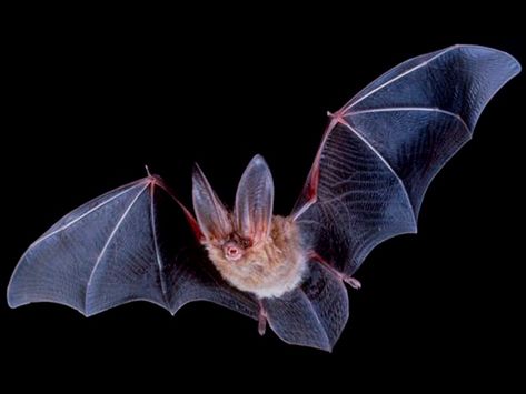 colorful bat mexican folktale Big Eared Bat, Bumblebee Bat, Funny Animal Names, Bat Species, Forest Habitat, Vampire Bat, Flying Insects, Cairns, Animals Wild