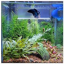 Betta Fish Toys, Large Fish Tanks, Fish Tank Themes, Fish Tank Terrarium, Goldfish Tank, Small Fish Tanks, Betta Tank, Fish Tank Accessories, Aquascape Aquarium