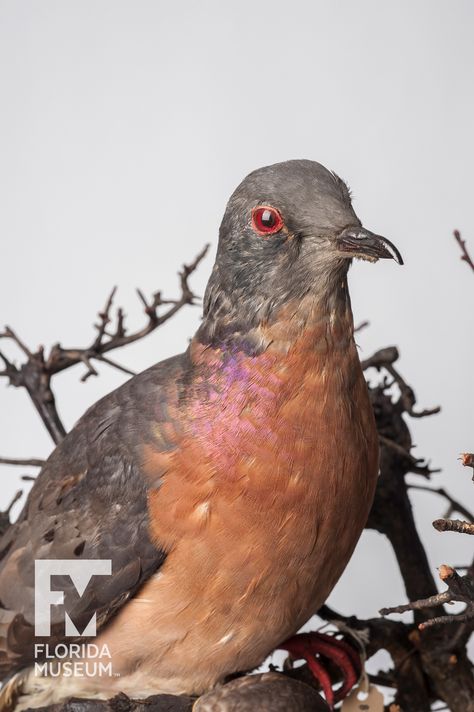 Passenger Pigeon (Ectopistes migratorius) Passenger Pigeon, Extinct Birds, Akashic Records, Extinct Animals, Pigeon, Basil, Animal Art, Passenger, 19th Century