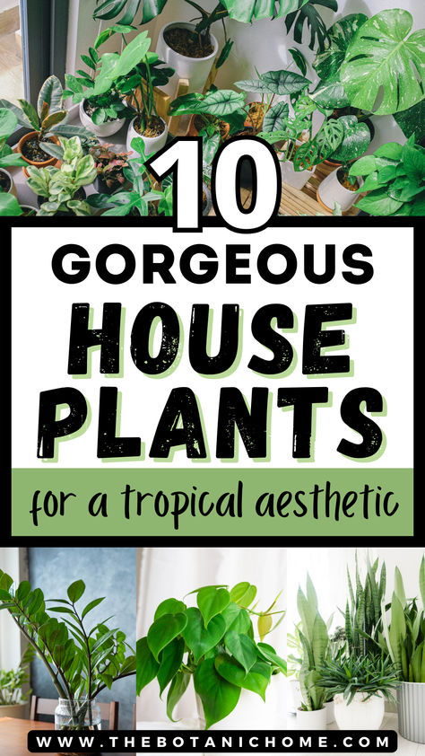 4 images of tropical house plants indoors. Text reads: 10 gorgeous house plants for a tropical aesthetic. Tropical House Plants Indoor, Exotic Plants Indoor, Tropical Plants Indoor, Exotic House Plants, Plant Stool, Tropical Garden Plants, Home Jungle, Indoor Tropical Plants, Wall Hanging Decorations