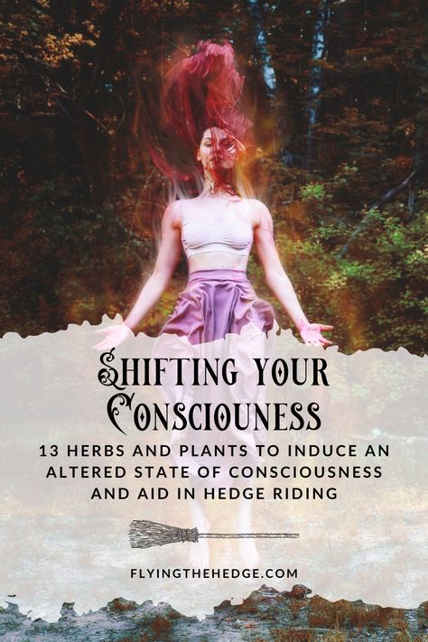 13 Herbs To Induce an Altered State of Consciousness and Aid in Hedge Riding Hedge Riding, Dream Herbs, State Of Consciousness, Herbs And Plants, Nicolas Tesla, Quiet The Mind, Altered State Of Consciousness, Altered State, Today's Society