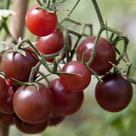 Indeterminate. Red-brown 1 inch round fruits fill sturdy trusses on productive plants. Flavorful and uniform tomatoes are crack resistant and hold well for several days after harvest. 70 days from ... Black Cherry Tomato, Heirloom Tomato Seeds, Seed Storage, Red Chocolate, Organic Tomatoes, Cherry Tomato, Bonsai Plants, Plant Spacing, Tomato Seeds