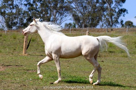 Horses Side View, Horse Frontal View, Horse Side Profile, Horse Side View, Rdr2 Horses, Throughbred Horses, Horse Study, Black And White Photography Portraits, Horse Images