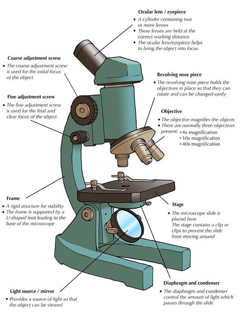 Part Of A Microscope, Parts And Function Of Microscope, Microscope Drawing With Parts, Parts Of Microscope And Its Function, Compound Microscope Drawing With Label, Microscope Label, Microscope Drawing With Label, Microscope Parts And Functions, Microscope Sketch