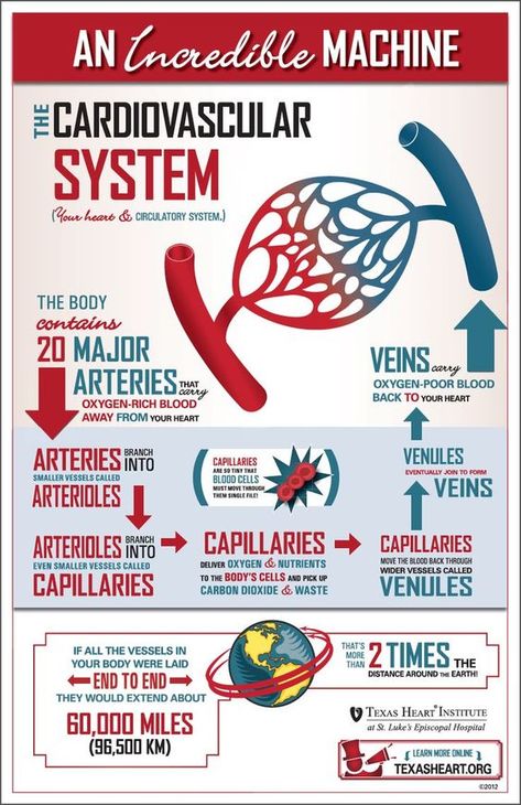 This is a quick overview of the transportation and circulation of blood in the blood vessels of the cardiovascular system. For more information regarding this, see Furst (2016) Human Body Facts, Cardiac Nursing, Medical Facts, Nursing School Notes, Human Anatomy And Physiology, Circulatory System, Nursing Study, Nursing Notes, Medical Knowledge